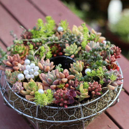 多肉植物とセダムのリース型寄せ植え＊* 多肉植物 アイビー 通販