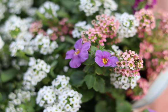 セール！手つきブリキの寄せ植え＊ 6枚目の画像