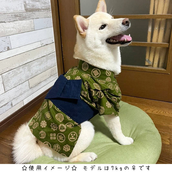 猫&小型犬用浴衣/龍②オフホワイト Mサイズ n-0190シリーズ 4枚目の画像