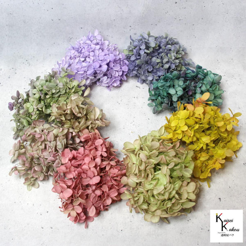 大地農園！ プリザーブドフラワー 「ピラミッドアジサイ・ヘッド