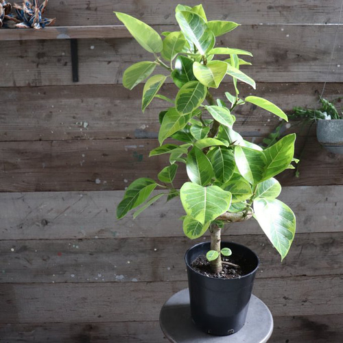 曲がり木♡アルテシーマ♡フィカス♡観葉植物♡7号♡インテリア