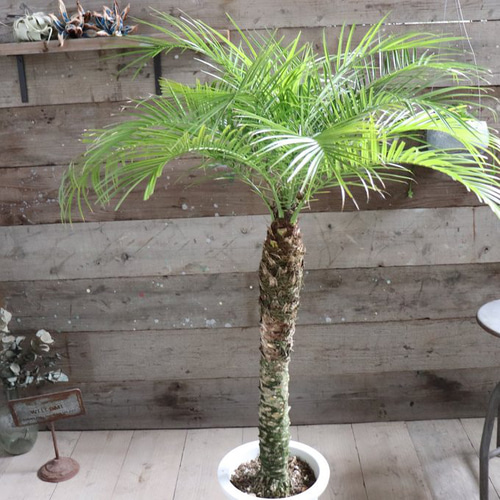 ロベヤシ♡フェニックス・ロベレニー ♡ヤシの木 ♡パームツリー