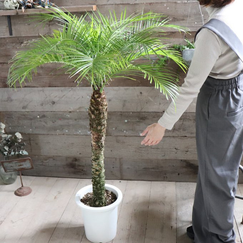 ロベヤシ♡フェニックス・ロベレニー ♡ヤシの木 ♡パームツリー