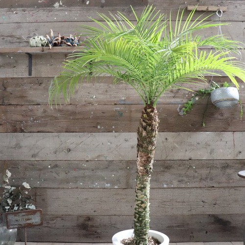 ロベヤシ♡フェニックス・ロベレニー ♡ヤシの木 ♡パームツリー