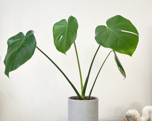 1点限定販売☆観葉植物 モンステラ大 インテリアグリーン グレー