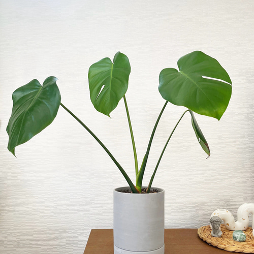 1点限定販売☆観葉植物 モンステラ大 インテリアグリーン グレー