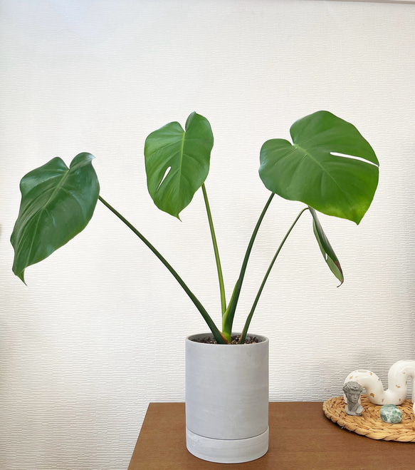 1点限定販売☆観葉植物　モンステラ大　インテリアグリーン　グレーセメント風鉢 1枚目の画像