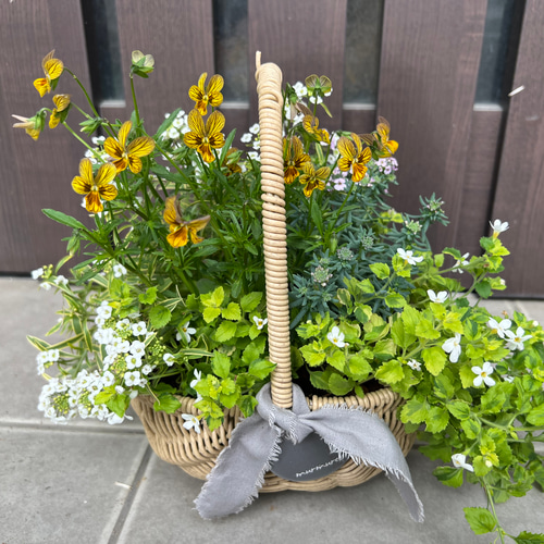 寄せ植え　花■みつばちと花畑 寄せ植え花□みつばちと花畑