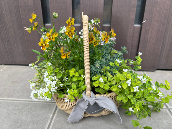 寄せ植え 花□みつばちと花畑 【公式通販】
