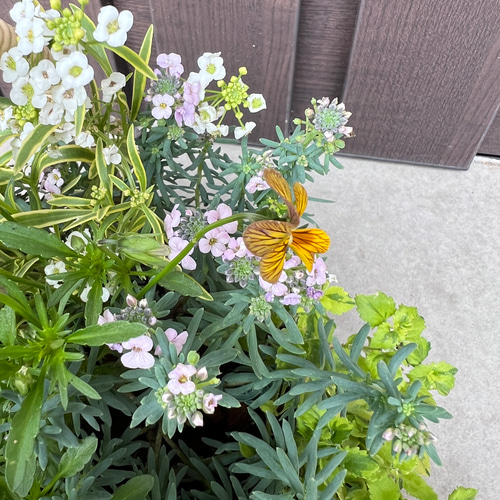 寄せ植え花□みつばちと花畑