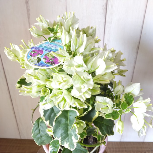 ブーゲンビリア・ホワイト 斑入りの葉 花鉢 行灯仕立て 4号鉢 ブーゲンビリア・ホワイト 斑入りの葉 花鉢 行灯仕立て 4号鉢