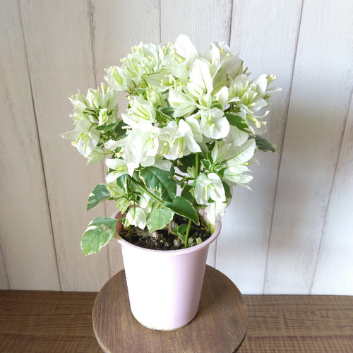ブーゲンビリア・ホワイト 斑入りの葉 花鉢 行灯仕立て 4号鉢 ブーゲンビリア・ホワイト 斑入りの葉 花鉢 行灯仕立て 4号鉢