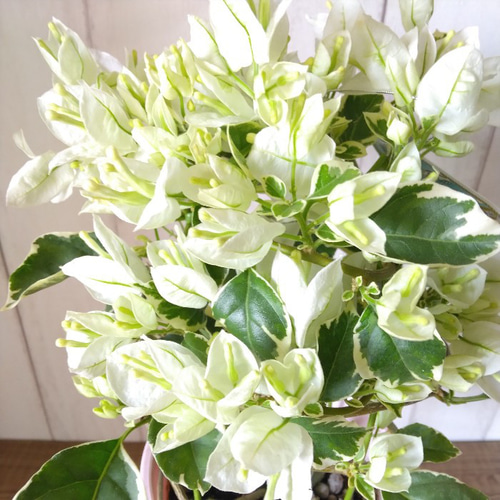 ブーゲンビリア・ホワイト 斑入りの葉 花鉢 行灯仕立て 4号鉢
