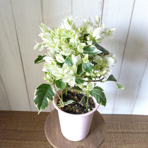 ブーゲンビリア・ホワイト 斑入りの葉 花鉢 行灯仕立て 4号鉢