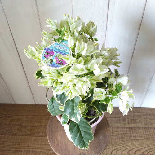ブーゲンビリア・ホワイト 斑入りの葉 花鉢 行灯仕立て 4号鉢