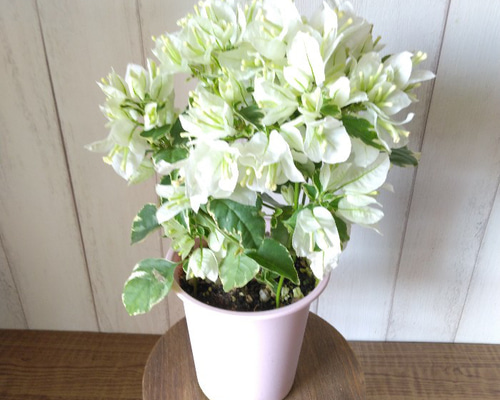ブーゲンビリア・ホワイト 斑入りの葉 花鉢 行灯仕立て 4号鉢