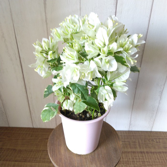 ブーゲンビリア・ホワイト 斑入りの葉 花鉢 行灯仕立て 4号鉢