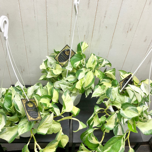 お得 まとめ売り 株立ち ポトス ステータス 5号 吊り鉢 3鉢 その他