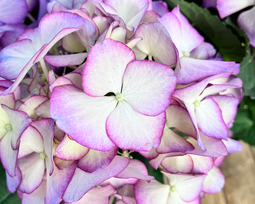 アジサイ＊アデュラ＊ハイドランジア＊紫陽花＊ガーデニング