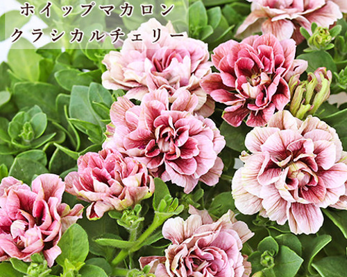 花苗 八重咲き ペチュニア ホイップマカロン クラシカルチェリー 3.5号