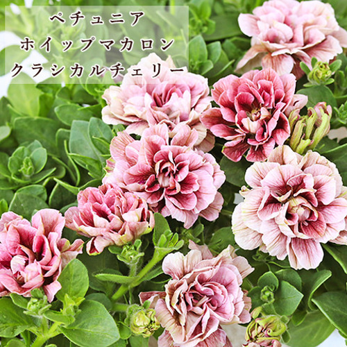 ホイップマカロン・クラシカルチェリー ペチュニア ホイップマカロン