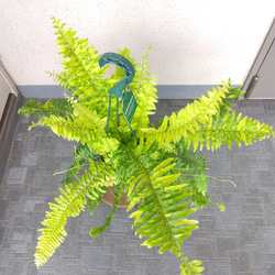 ネフロレピス【タイガー】　珍しいシダ　観葉植物　吊り鉢7号　マーブル模様　葉模様綺麗　 8枚目の画像