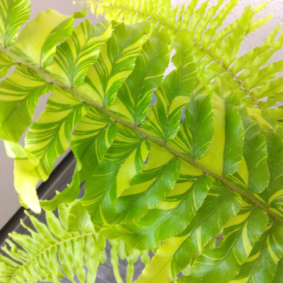 ネフロレピス【タイガー】　珍しいシダ　観葉植物　吊り鉢7号　マーブル模様　葉模様綺麗　 5枚目の画像