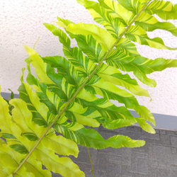 ネフロレピス【タイガー】　珍しいシダ　観葉植物　吊り鉢7号　マーブル模様　葉模様綺麗　 6枚目の画像
