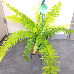 ネフロレピス【タイガー】　珍しいシダ　観葉植物　吊り鉢7号　マーブル模様　葉模様綺麗　 4枚目の画像