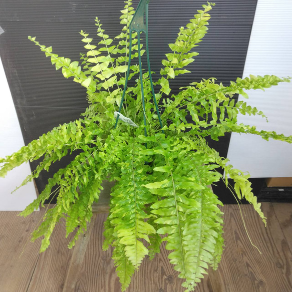 【一点限定】ネフロレピス タイガー ハッピーマーブル ハンギング 希少 観葉植物 一点限定】ネフロレピス タイガー ハッピーマーブル ハンギング 希少