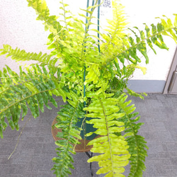 ネフロレピス【タイガー】　珍しいシダ　観葉植物　吊り鉢7号　マーブル模様　葉模様綺麗　 10枚目の画像