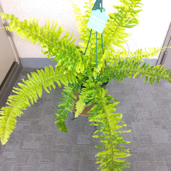 ネフロレピス【タイガー】　珍しいシダ　観葉植物　吊り鉢7号　マーブル模様　葉模様綺麗　 7枚目の画像