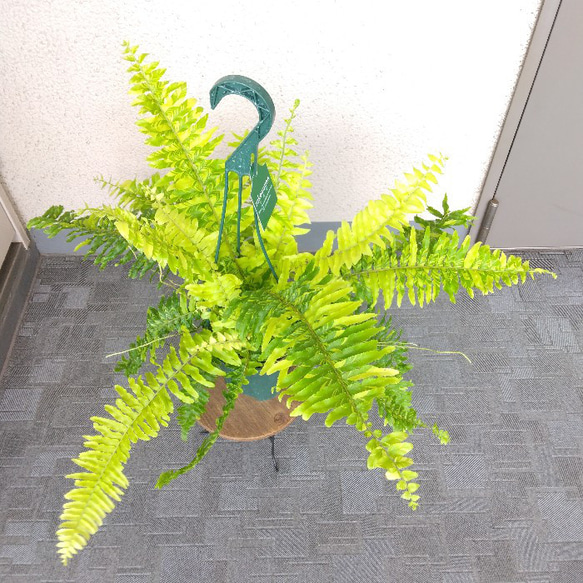 ネフロレピス【タイガー】　珍しいシダ　観葉植物　吊り鉢7号　マーブル模様　葉模様綺麗　 9枚目の画像