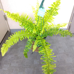 ネフロレピス【タイガー】　珍しいシダ　観葉植物　吊り鉢7号　マーブル模様　葉模様綺麗　 3枚目の画像