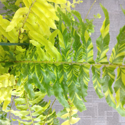ネフロレピス【タイガー】　珍しいシダ　観葉植物　吊り鉢7号　マーブル模様　葉模様綺麗　 12枚目の画像