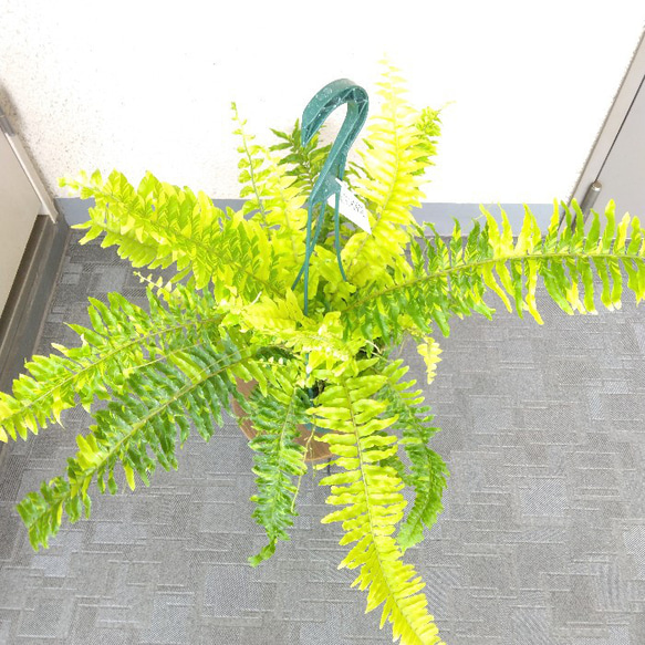 ネフロレピス【タイガー】　珍しいシダ　観葉植物　吊り鉢7号　マーブル模様　葉模様綺麗　 1枚目の画像