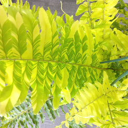 ネフロレピス【タイガー】　珍しいシダ　観葉植物　吊り鉢7号　マーブル模様　葉模様綺麗　 11枚目の画像