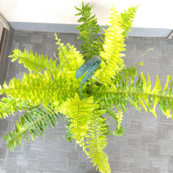 ネフロレピス【タイガー】　珍しいシダ　観葉植物　吊り鉢7号　マーブル模様　葉模様綺麗　 2枚目の画像