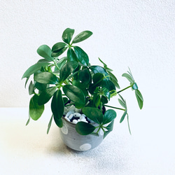 ハイドロカルチャー　カポック　小石原焼　水玉　ドット　陶器　観葉植物　 3枚目の画像