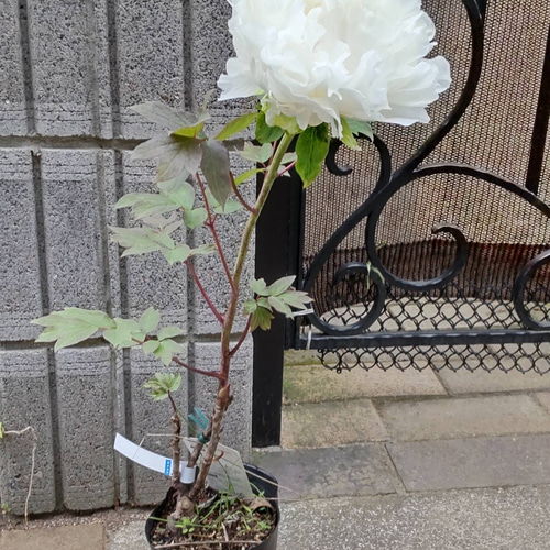 白の迫力【 翁獅子⠀】闇にも浮かび上がる純白の麗々たる牡丹2024/4/19