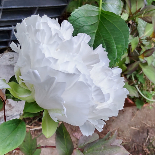 白の迫力【 翁獅子⠀】闇にも浮かび上がる純白の麗々たる牡丹2024/4/19