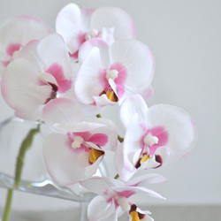 咲き続けるコチョウラン(ホワイト×ピンク＋クリアガラス)　マジカルウォーター　癒しのフラワーインテリア 7枚目の画像
