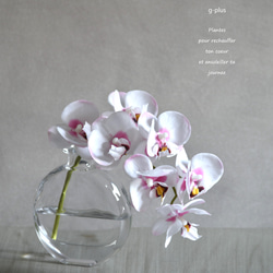 咲き続けるコチョウラン(ホワイト×ピンク＋クリアガラス)　マジカルウォーター　癒しのフラワーインテリア 1枚目の画像