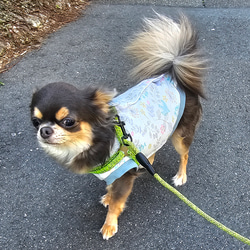 【Sサイズ】背中開き　シニア犬も着やすい背開き服　犬服　鳥＆花柄　ブルー　ピンク　ハンドメイド　ベスト　介護犬　 8枚目の画像