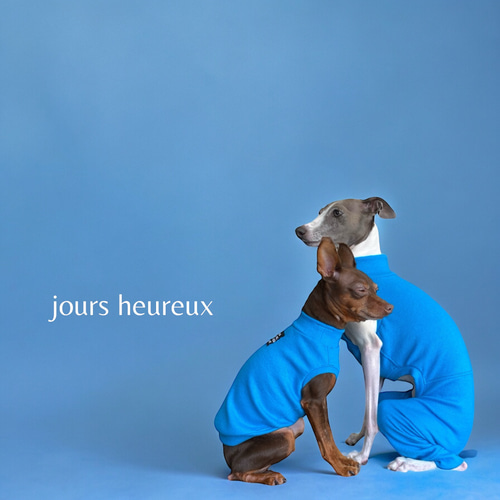 ミニピン トイマン】Brilliant Blue ペット服・アクセサリー jours