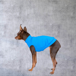 【小型犬 ダックス フレブル コーギー】Brilliant Blue 4枚目の画像