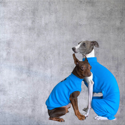 【小型犬 ダックス フレブル コーギー】Brilliant Blue 7枚目の画像