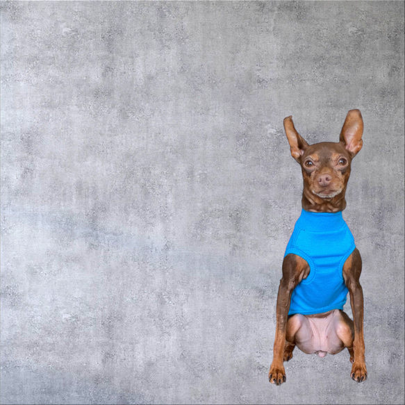 【小型犬 ダックス フレブル コーギー】Brilliant Blue 5枚目の画像