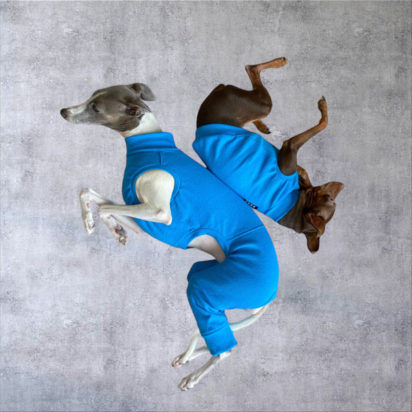 【小型犬 ダックス フレブル コーギー】Brilliant Blue 6枚目の画像