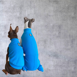 【小型犬 ダックス フレブル コーギー】Brilliant Blue 8枚目の画像